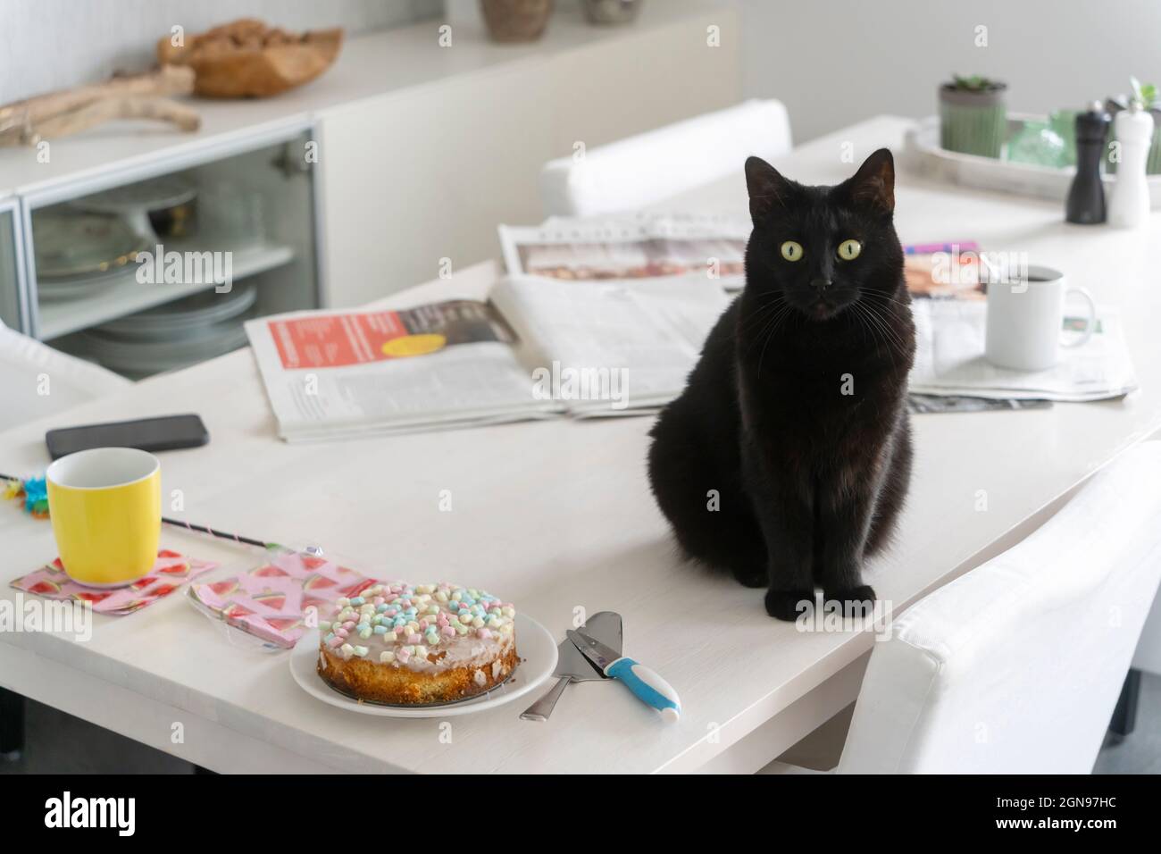 Black cat sitting by cake on white dining table at home Stock Photo - Alamy