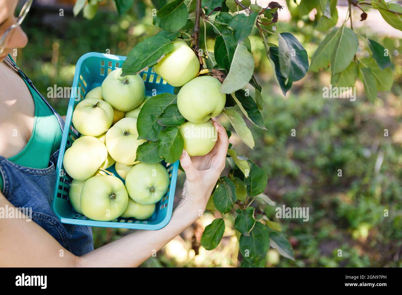 Hand picking time fruit hi-res stock photography and images - Alamy