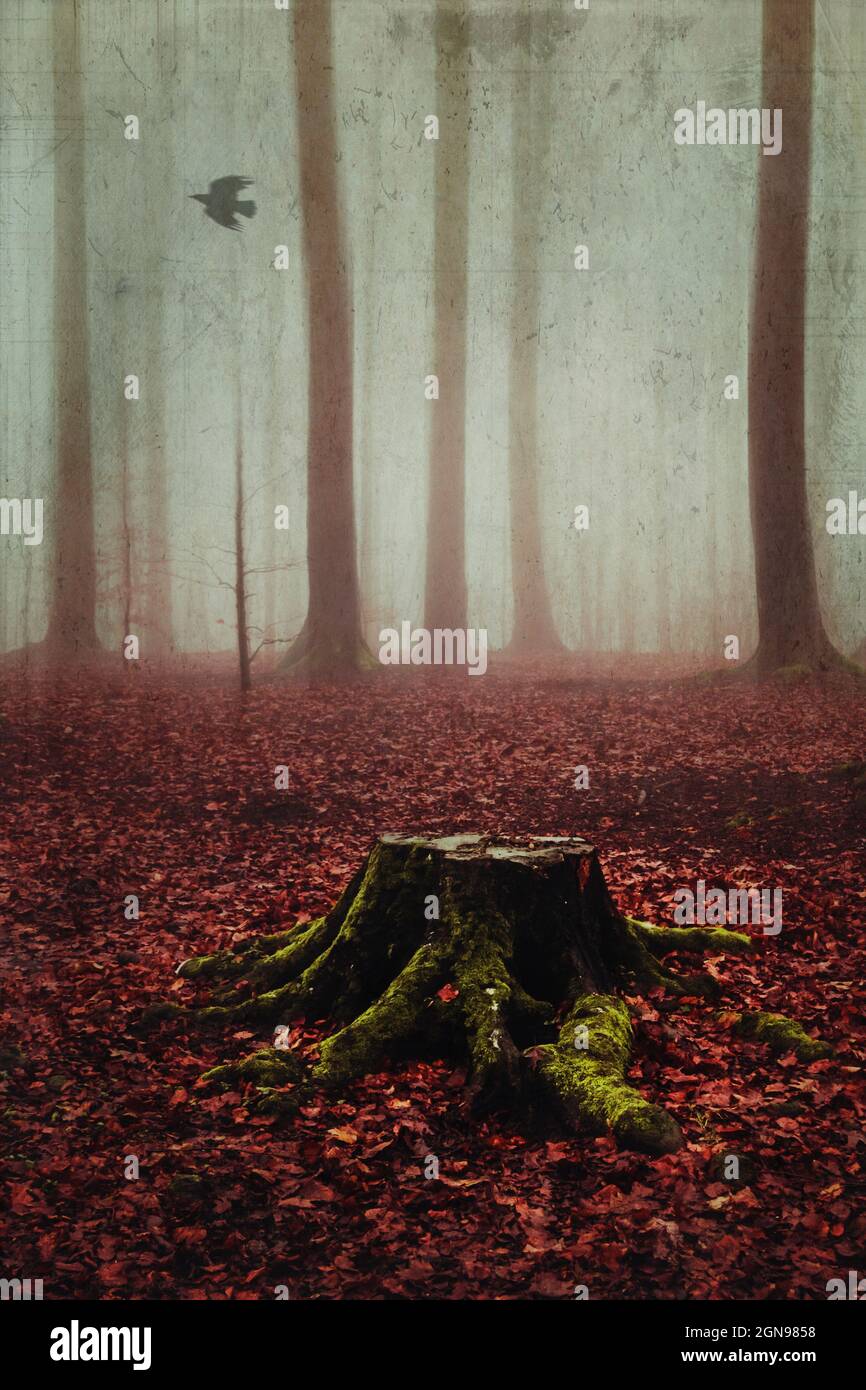 Tree stump in misty autumn forest Stock Photo