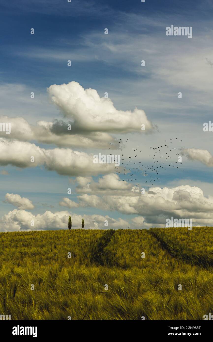 Clouds over springtime barley field with flock of birds flying in distance Stock Photo