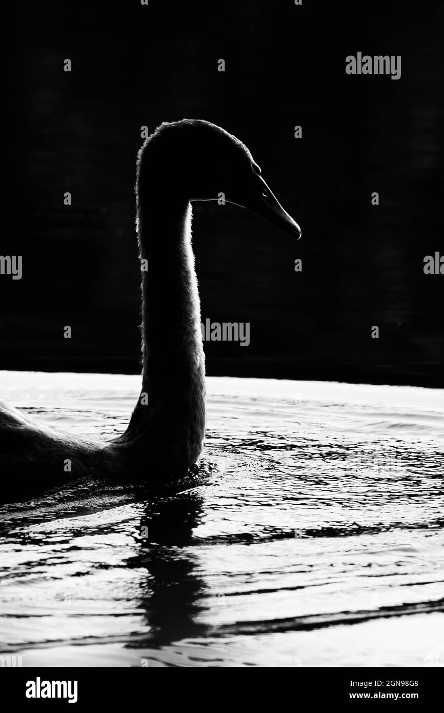 Silhouette of little swan in the water Stock Photo