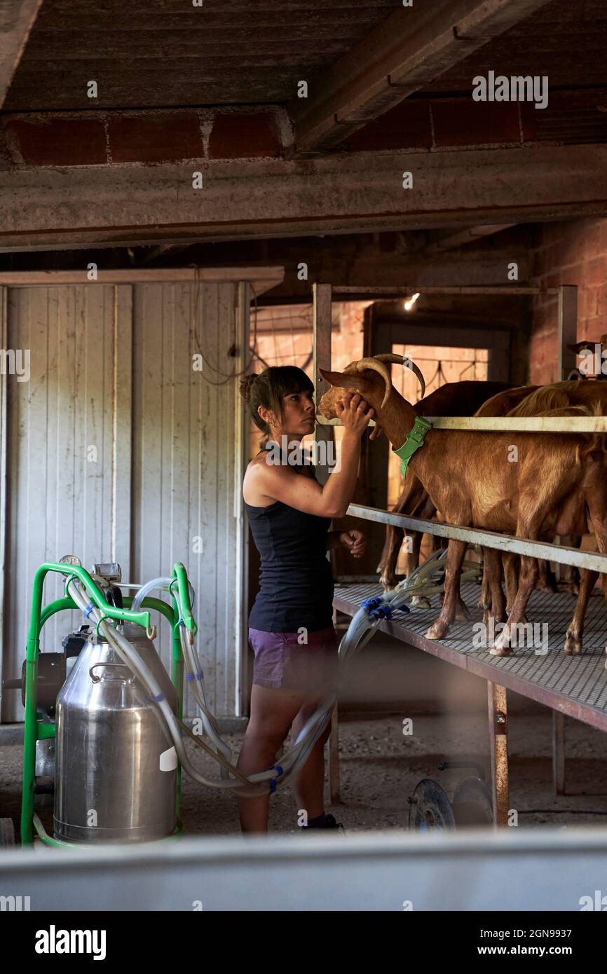 Goat milking device hires stock photography and images Alamy