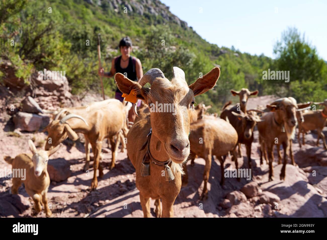 Goats with female shepherd on sunny day Stock Photo