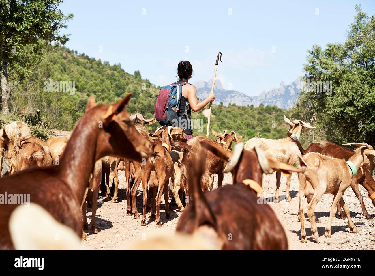 Female shepherd with backpack hiking along goats Stock Photo