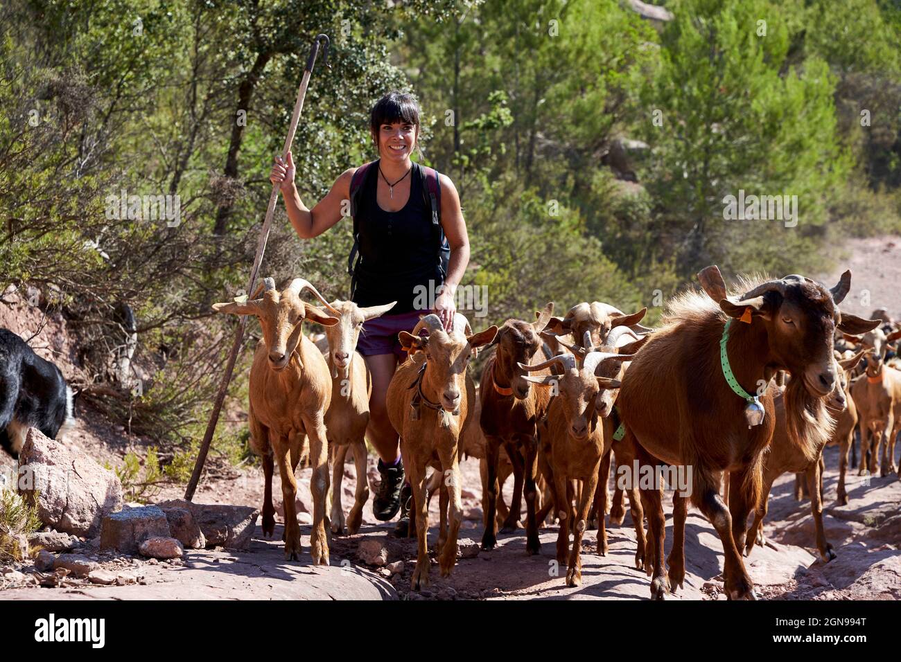 Smiling female shepherd hiking with goats on sunny day Stock Photo