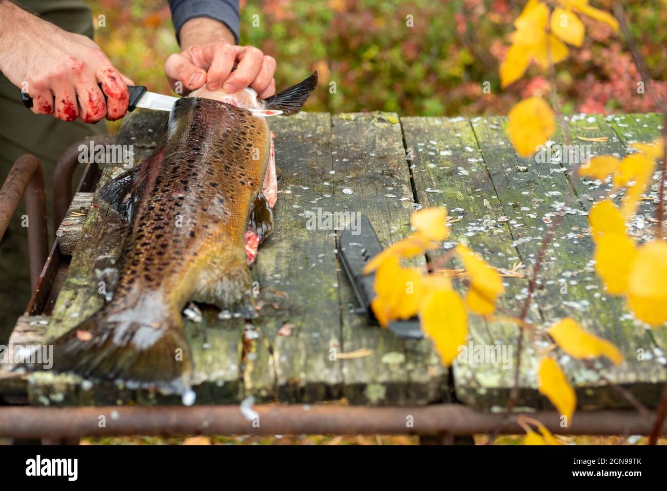 wild trout Stock Photo