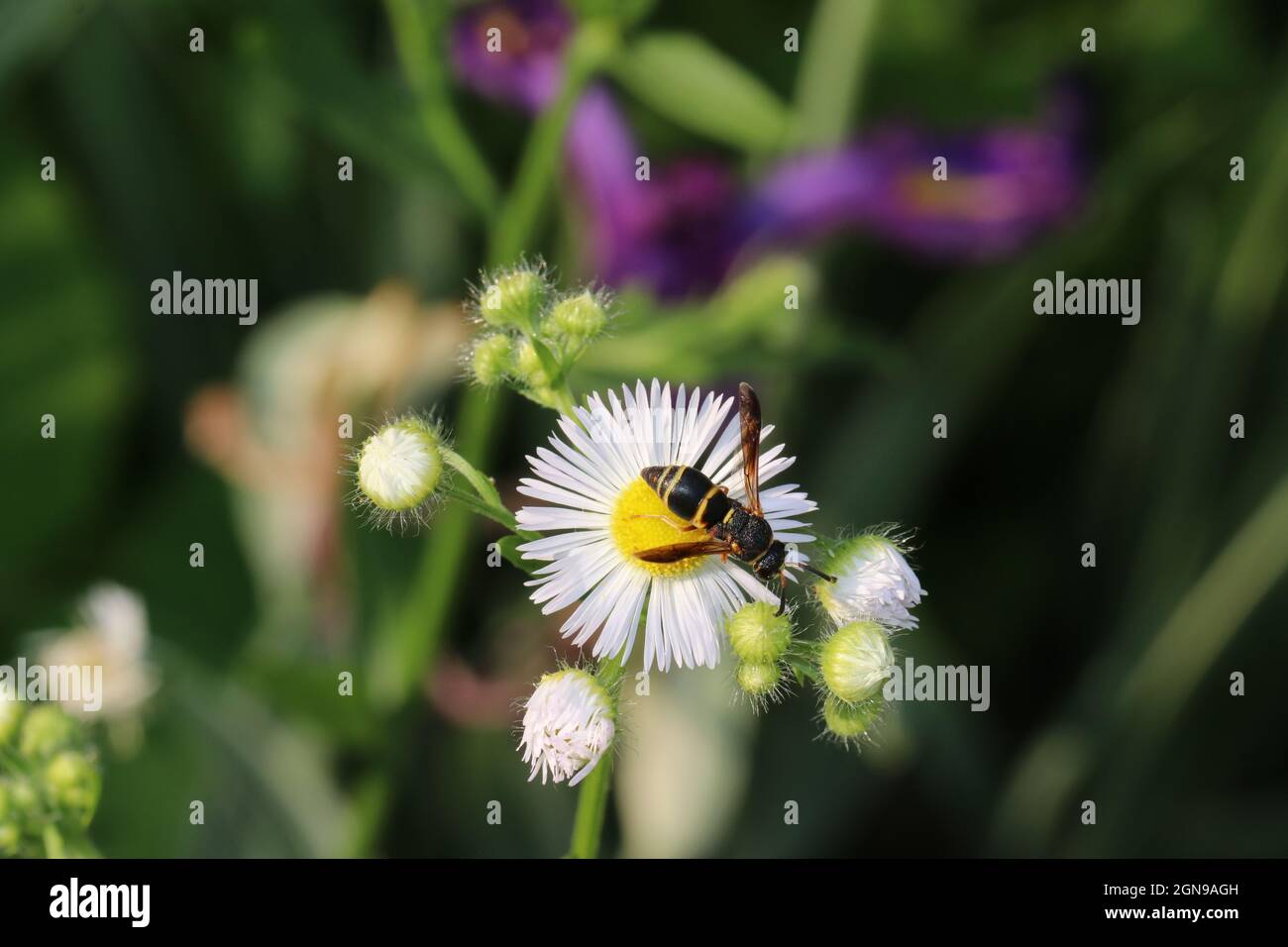A striped potter wasp (Eumenidae) searches for nectar on a daisy fleabane (Erigeron strigosus). Stock Photo