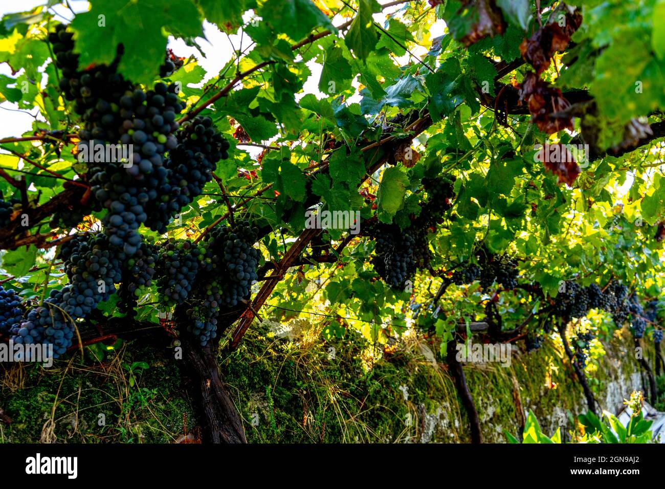 dark-colored grapes ready to pick Stock Photo - Alamy