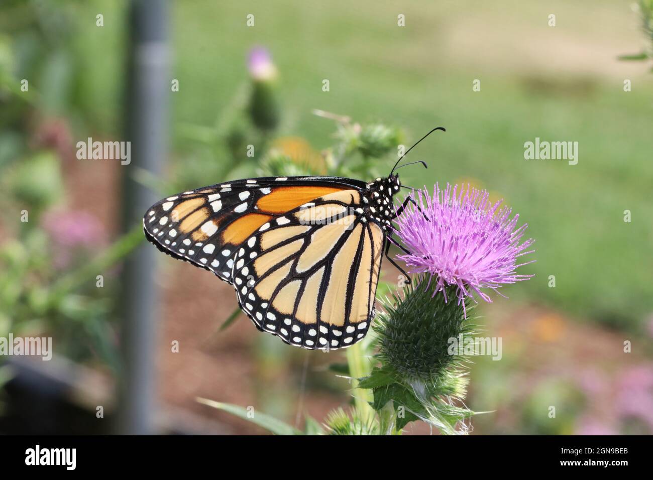 A monarch butterfly (Danaus plexippus) feeds on a pink thistle flower (Cirsium vulgare). Stock Photo