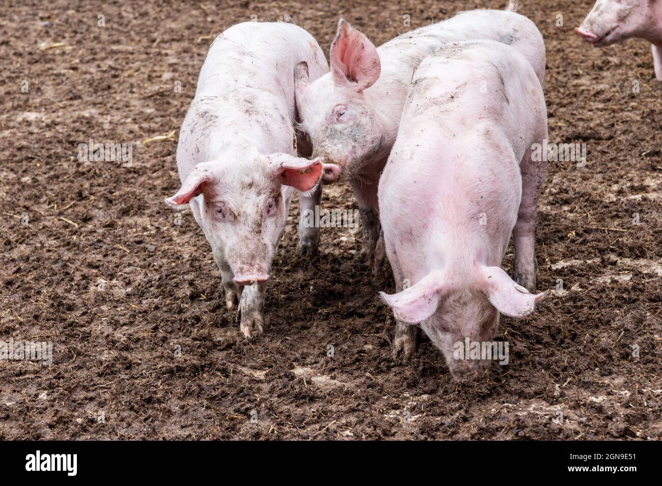 Three young pigs in the outdoor enclosure Stock Photo