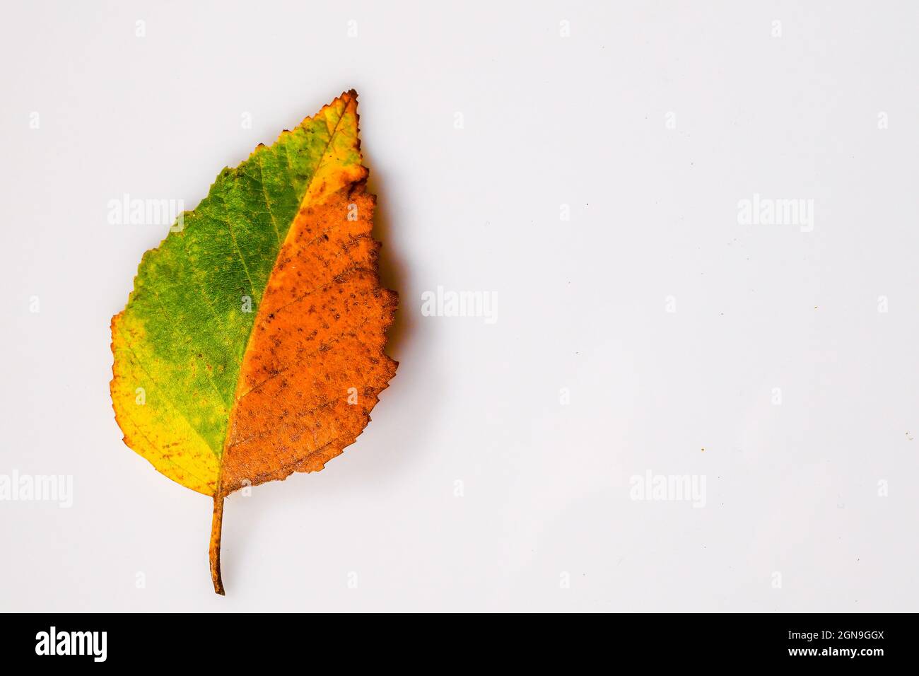 multi-colored fall leaf on white background fall leaves cut out orange yellow green red birch tree leaf birch leaf Stock Photo