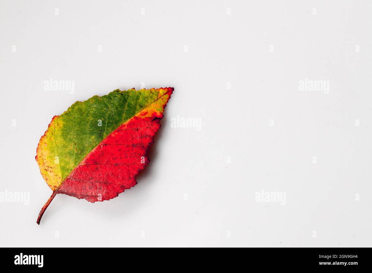 Multi Colored Fall Leaf Multi Colored Fall Leaf