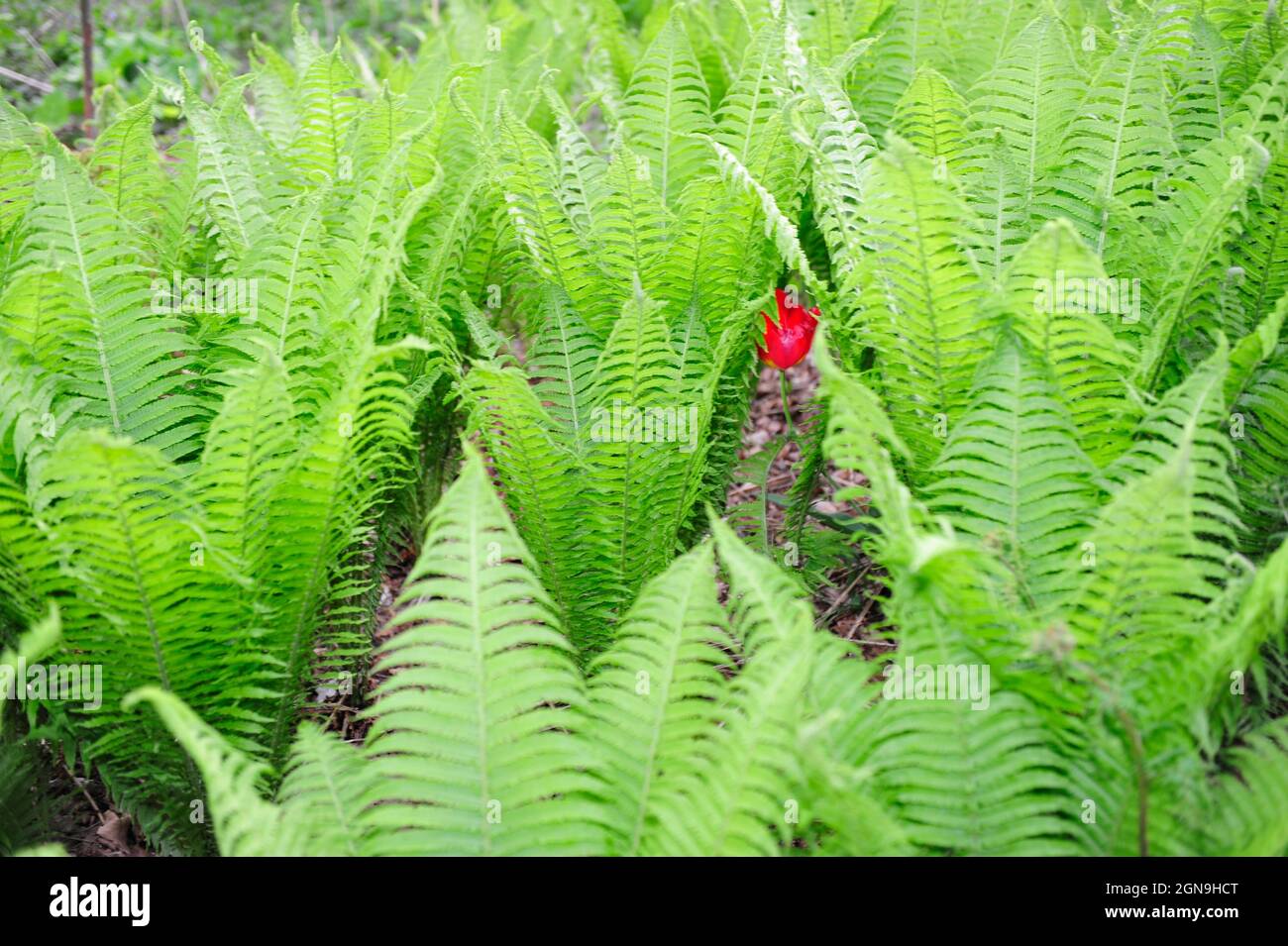 Wildarten in Wisentgehege Springe.Wild animals in forest Stock Photo