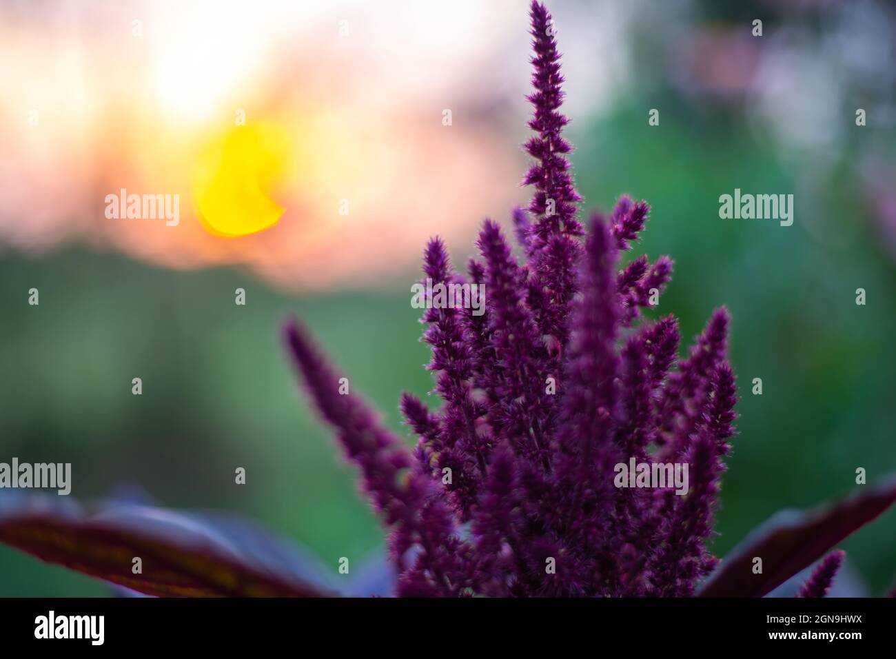 Burgundy flower of vegetable amaranth with seeds in the evening at sunset. Stock Photo