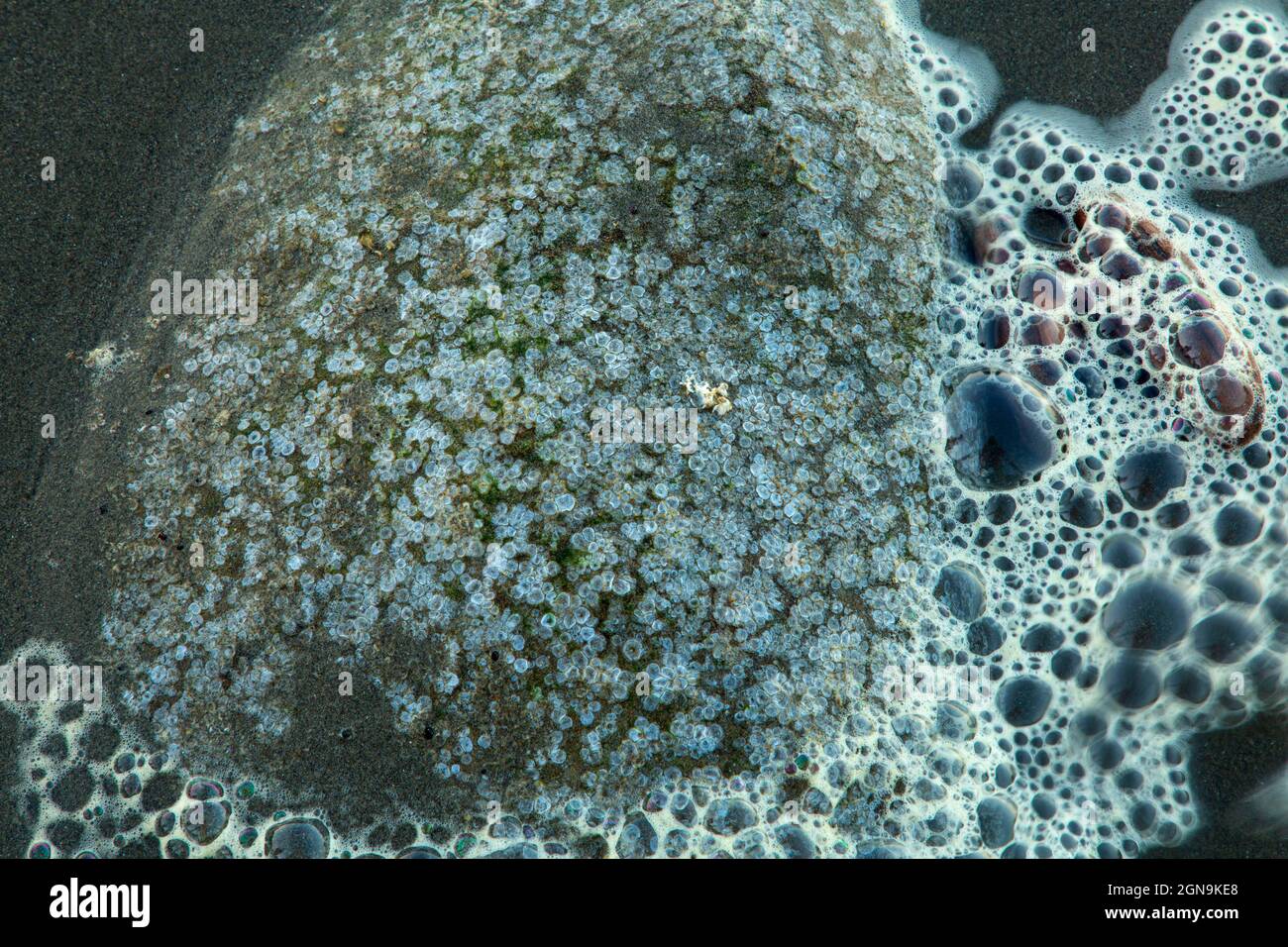 Acorn barnacle marks on Second Beach, Olympic National Park, Washington Stock Photo