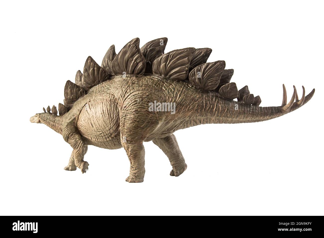 Stegosaurus Dinosaur on white background Stock Photo - Alamy