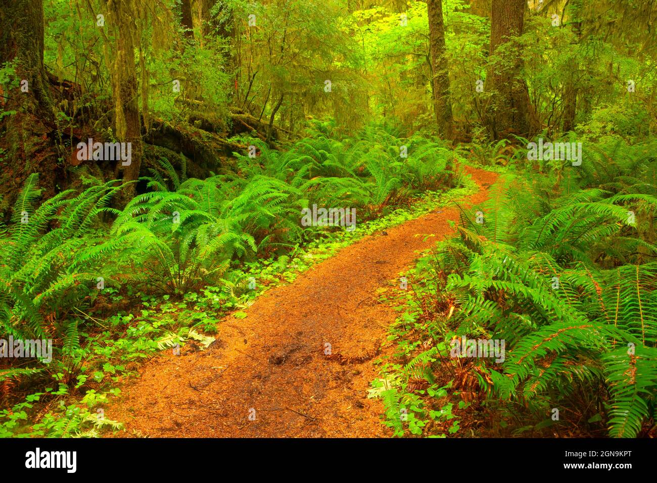 Bogachiel Rain Forest Trail, Olympic National Forest, Washington Stock Photo