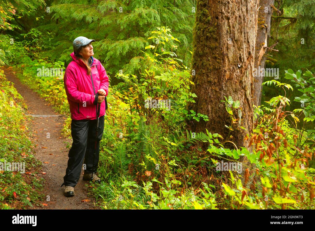Bogachiel Rain Forest Trail, Olympic National Forest, Washington Stock Photo