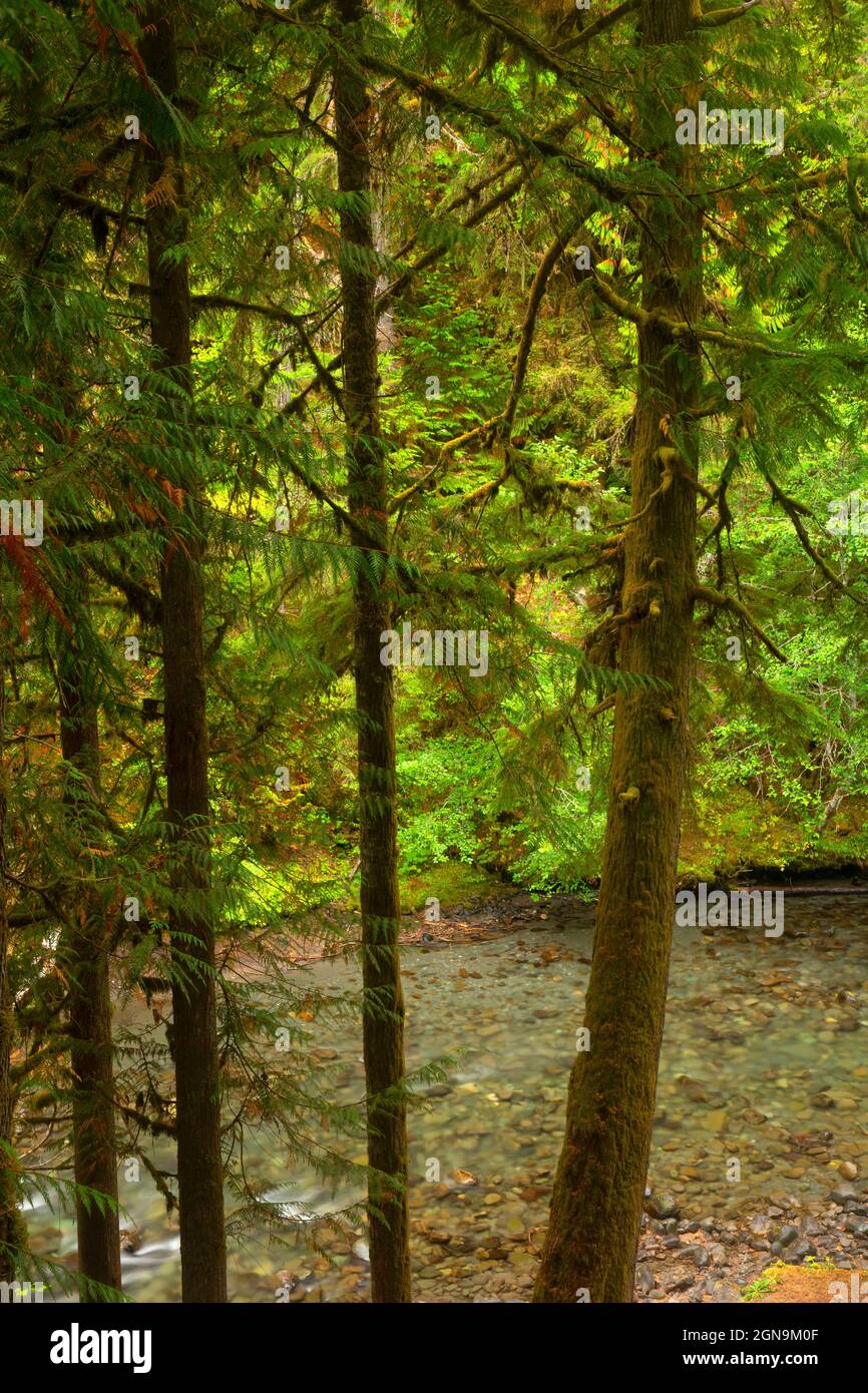 Gray wolf river hi-res stock photography and images - Alamy
