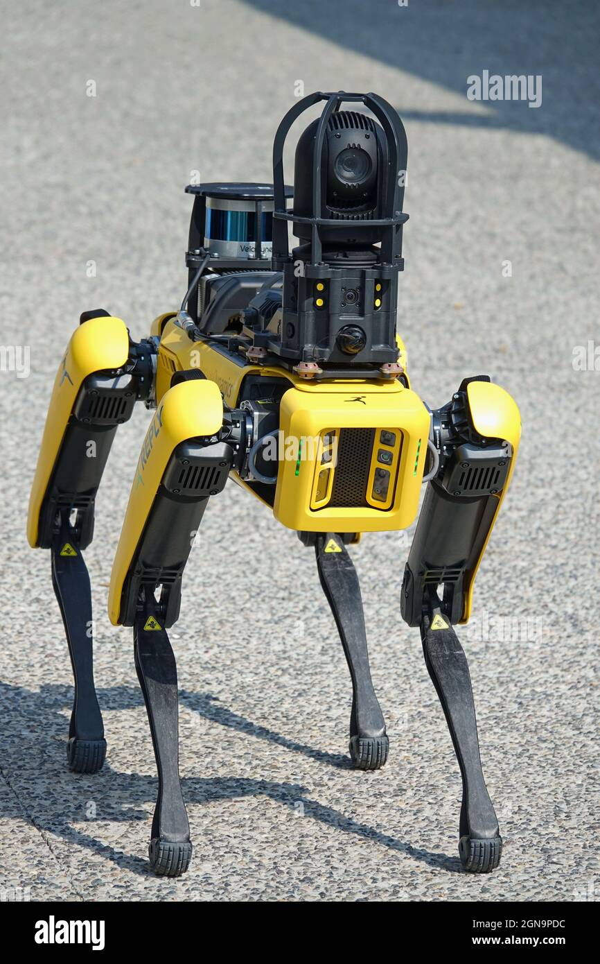 Yellow robot dog, suitable for industrial detection and remote operation.  Mini robot guard Spot. Turin, Italy - September 2021 Stock Photo - Alamy