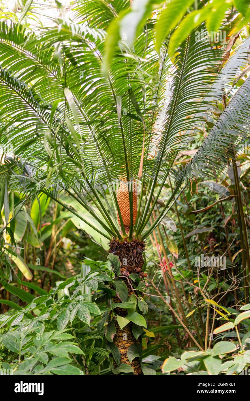 Vertical shot of Cycas Rumphii exotic plant with a cone against a green background Stock Photo