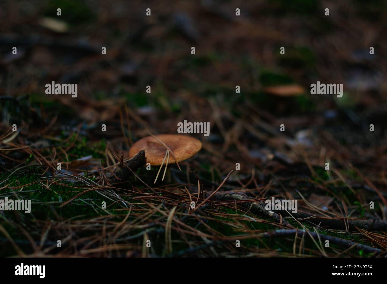 Defocus russula poisonous mushroom, milkcap, among dry grass, leaves and needles. Fungus mushroom growing in the green forest on moss. Boletus hiding Stock Photo