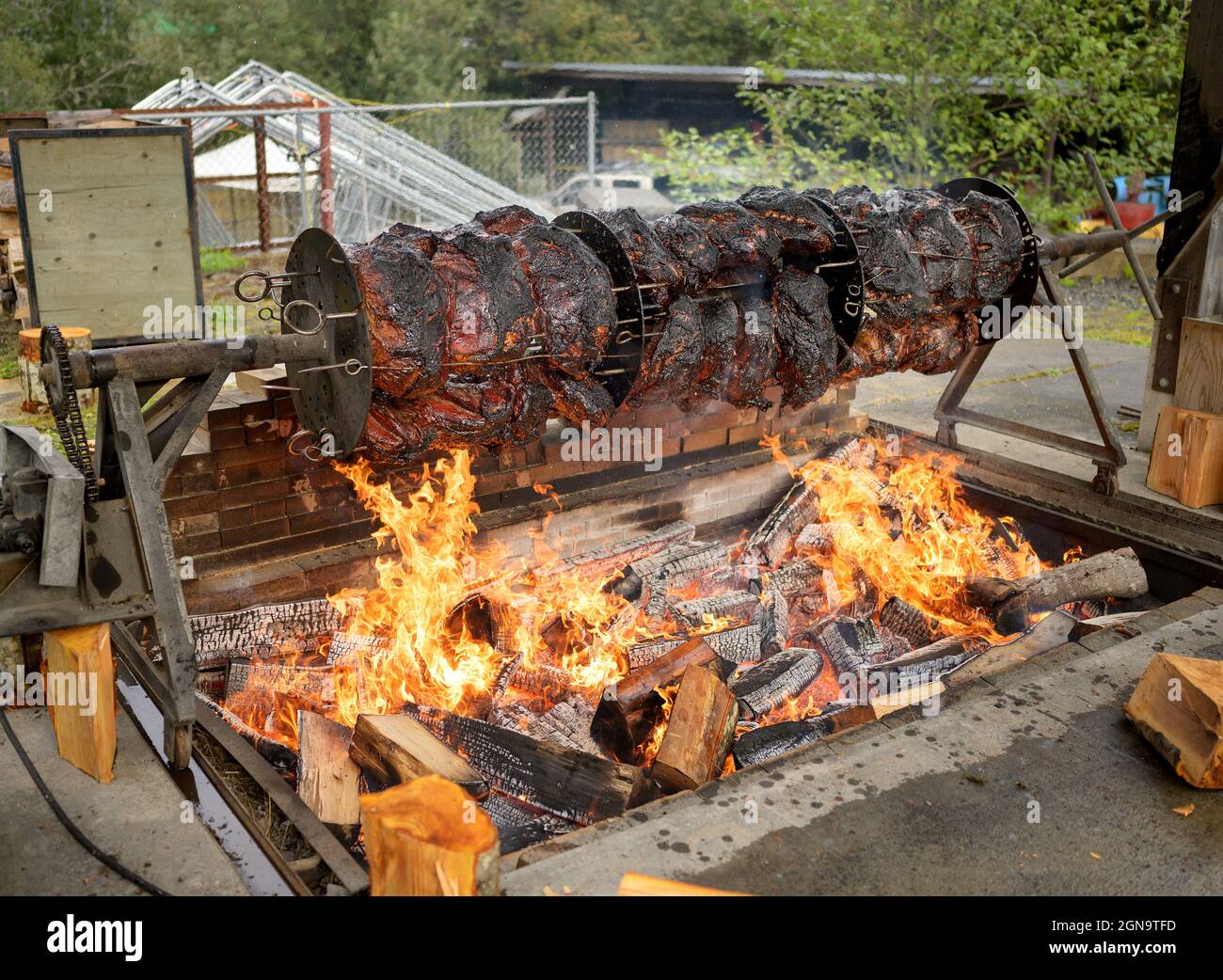 Eight hundred pounds of beef skewered on a custom made motor driven spit barbecue on an open flame fire pit.  Festival barbecue stand. Stock Photo
