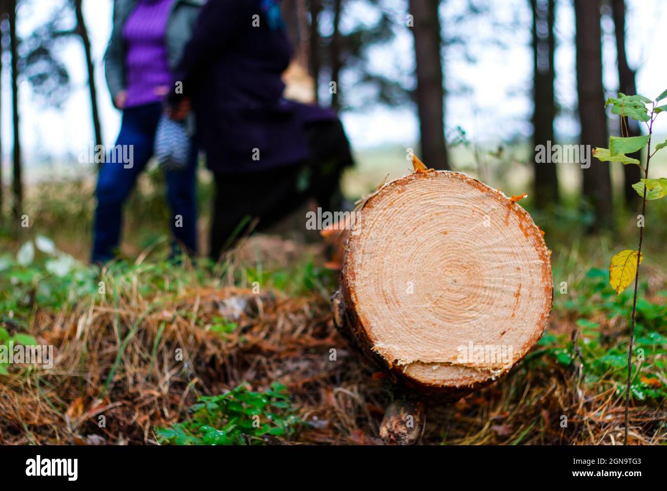 Defocus log of pine tree in autumn forest. Saw cur wood. Saw cut of a large pine tree. Nature wood outside, outdoor. People silhouettes on background Stock Photo