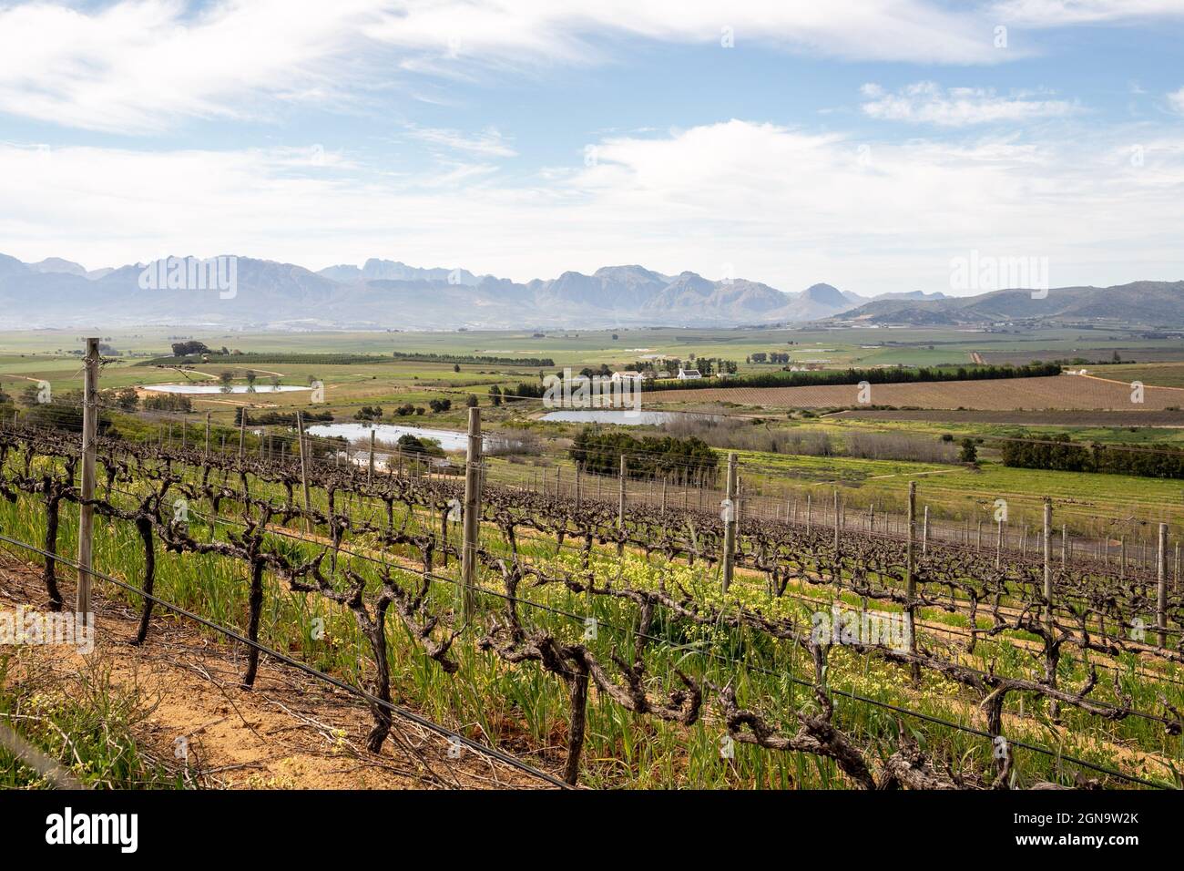Cape Winelands. 21st Sep, 2021. Photo taken on Sept. 21, 2021 shows a view of the wine estate Vondeling Wines in Paarl, Cape Winelands, South Africa. With traditional markets in Europe, the South African wine industry is now seeking to export more of its products to a developing market -- China, which has already become a focus market of South Africa. Credit: Lyu Tianran/Xinhua/Alamy Live News Stock Photo