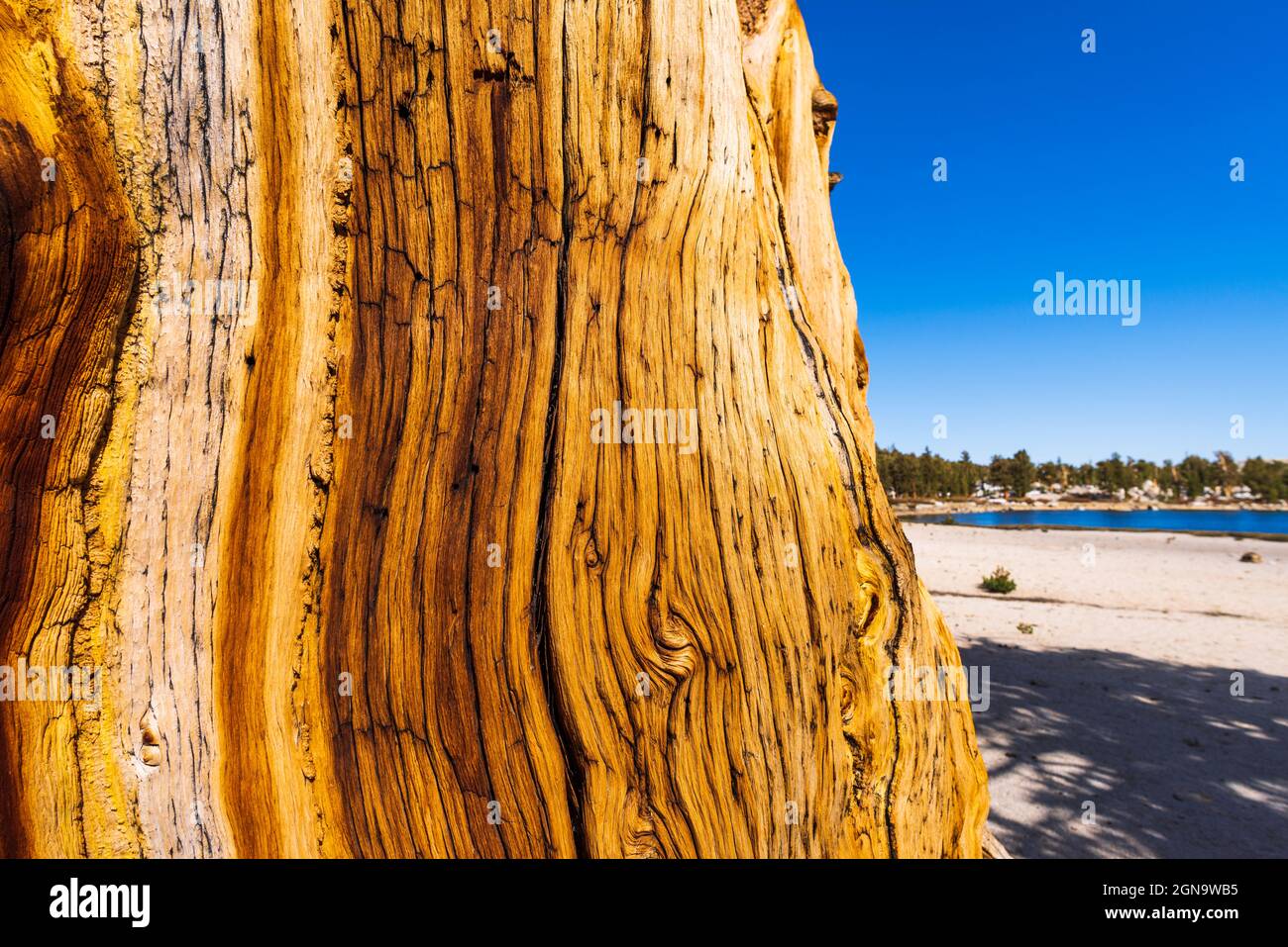 Foxtail Pine detail (Pinus balfouriana) at Muir Lake, John Muir Wilderness, California USA Stock Photo