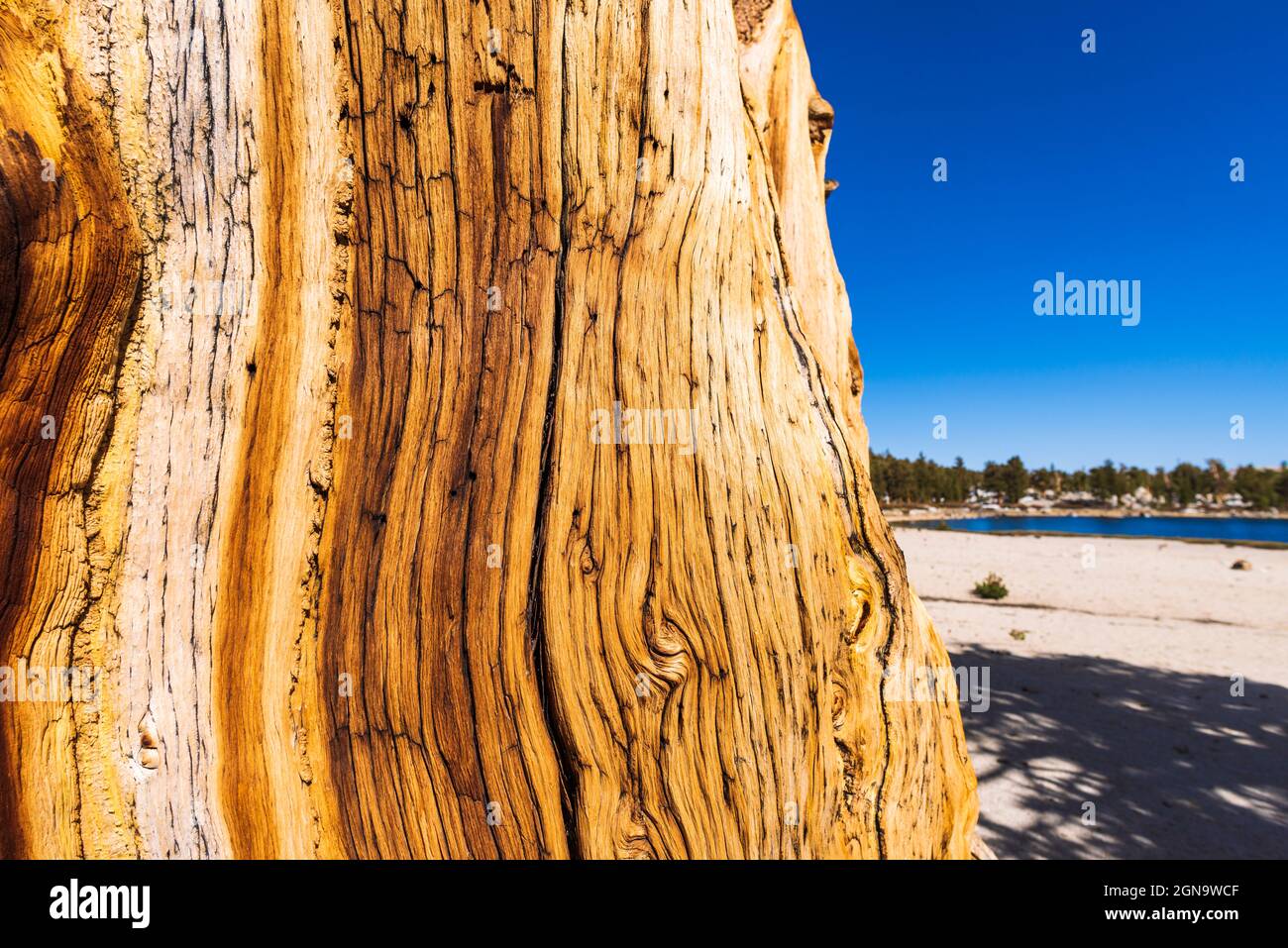 Foxtail Pine detail (Pinus balfouriana) at Muir Lake, John Muir Wilderness, California USA Stock Photo