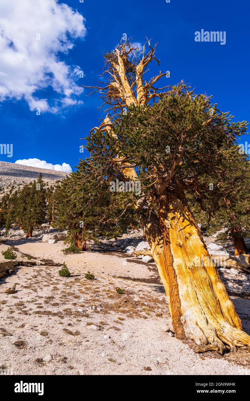 Foxtail Pine (Pinus balfouriana) at Muir Lake, John Muir Wilderness, California USA Stock Photo