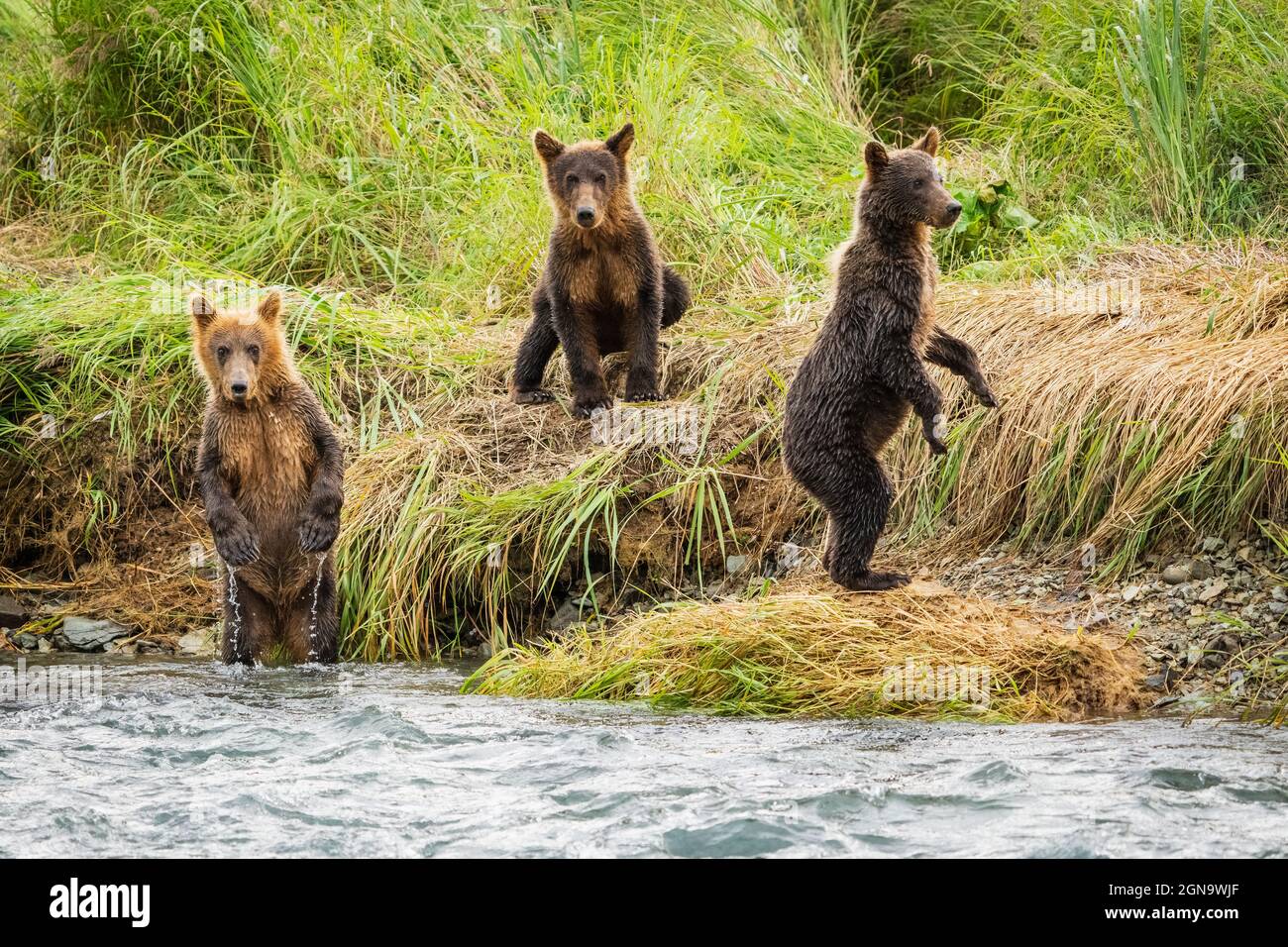 Brown Bear cubs watch intently as their mother forages for salmon in a ...