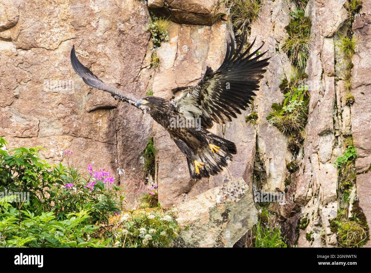 Bald Eagle eaglet fledging from nest in Katmai National Park in Southwestern Alaska. Stock Photo