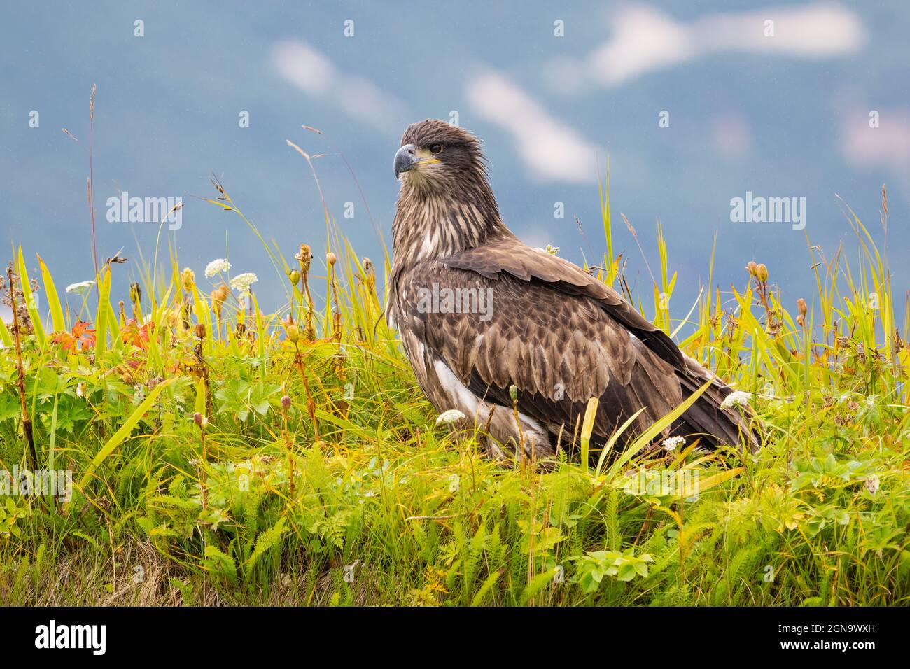 Bald Eagle eaglet fledged from nest in Katmai National Park in Southwestern Alaska. Stock Photo