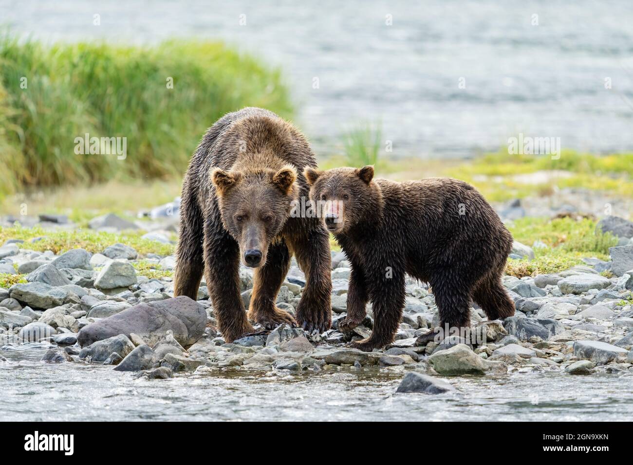 Brown Bear sow and cub foraging for salmon in Katmai National Park in Southwestern Alaska. Stock Photo