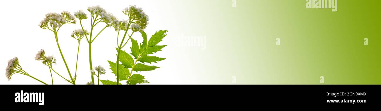 Valerian officinalis banner.Medicinal herbs and flowers banner. Valerian flowers on white background with green gradient. Vegetable background Stock Photo