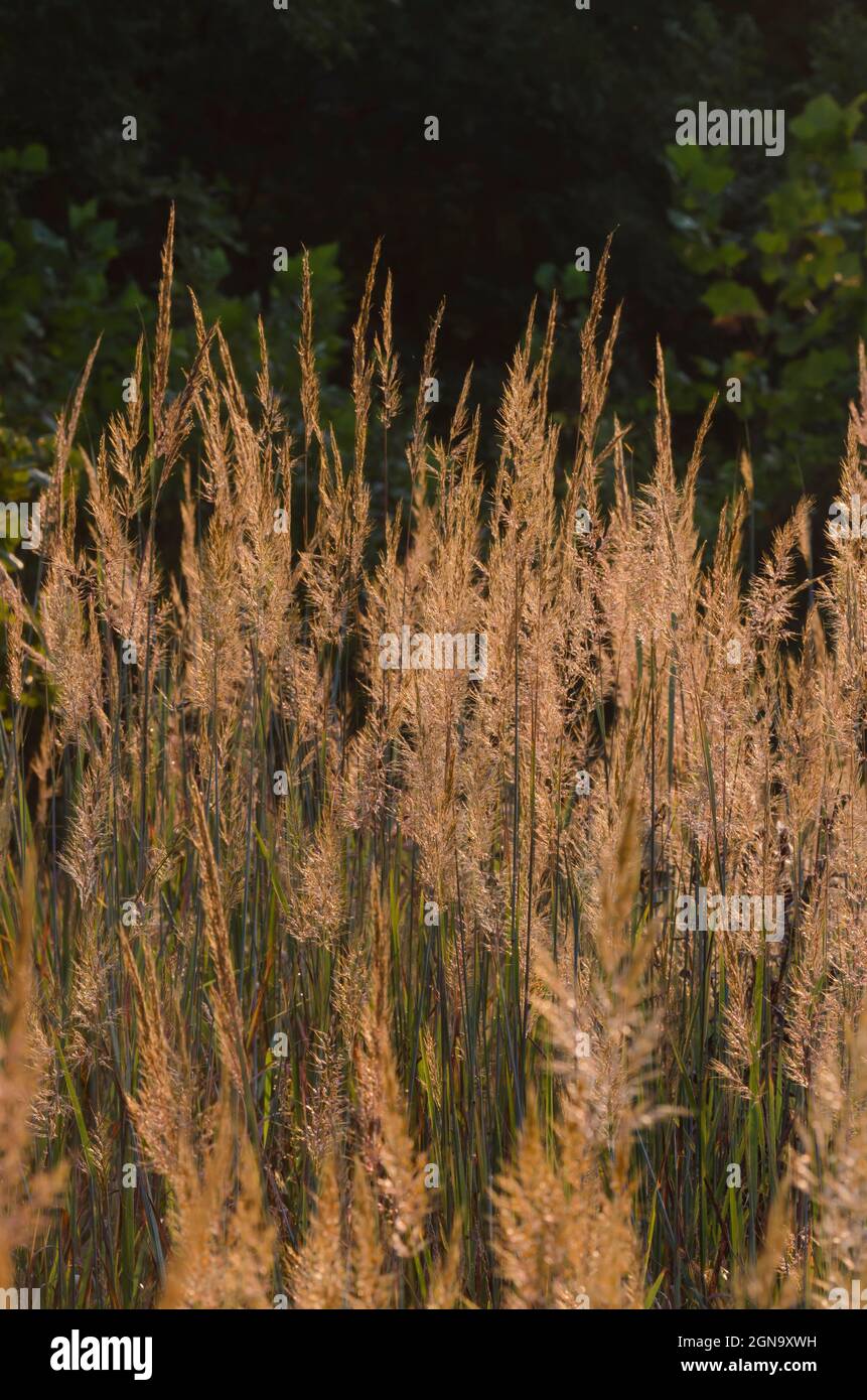 Indiangrass, Sorghastrum nutans, backlit at sunrise Stock Photo