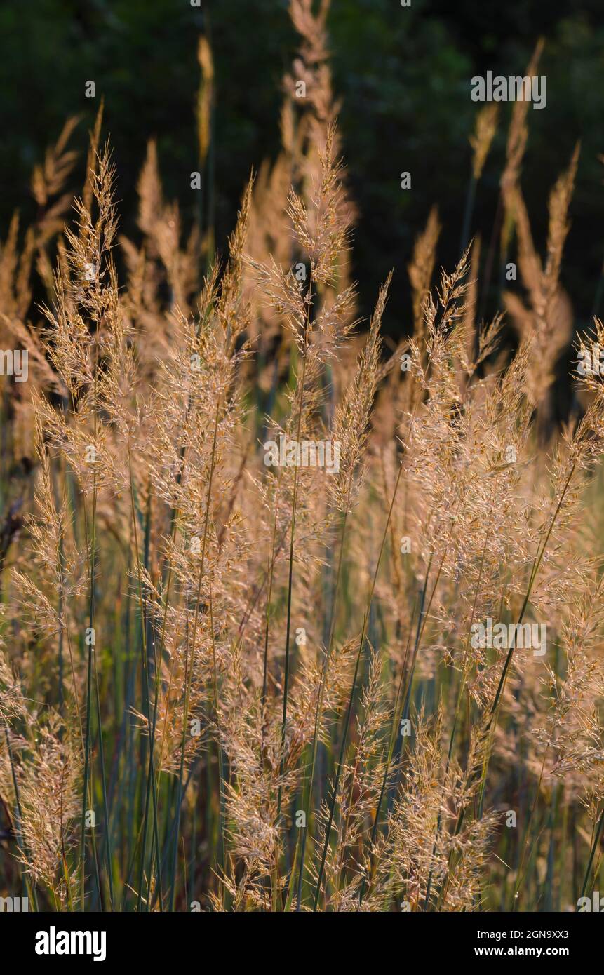 Indiangrass, Sorghastrum nutans, backlit at sunrise Stock Photo