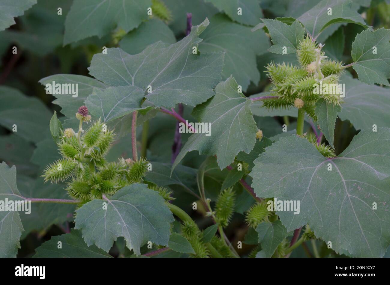 Rough Cocklebur, Xanthium strumarium, with fruit Stock Photo