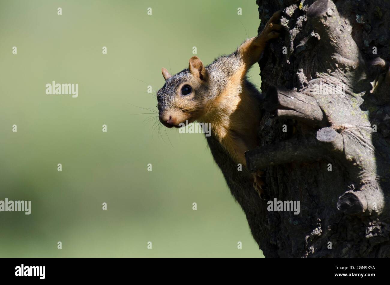 Eastern Fox Squirrel, Sciurus niger, peering around tree Stock Photo
