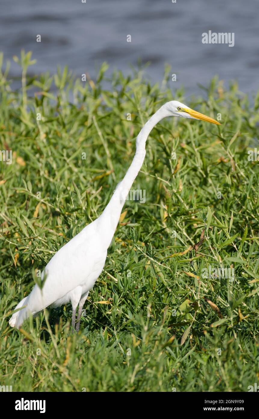 Great Egret, Ardea alba Stock Photo