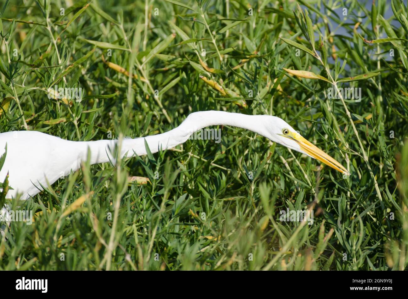 Great Egret, Ardea alba, hunting Stock Photo