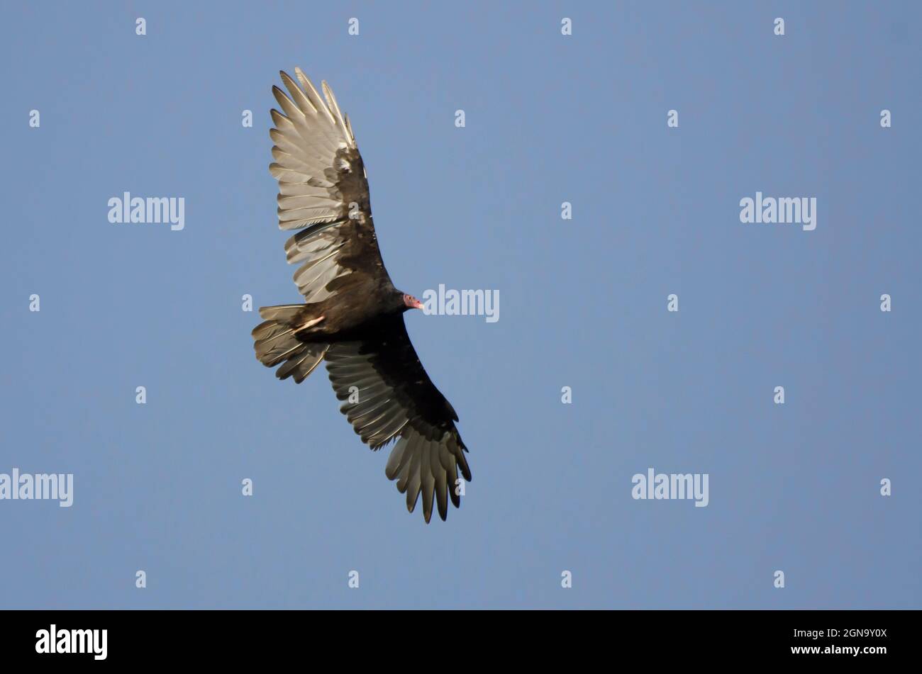 Turkey Vulture, Cathartes aura, in flight Stock Photo