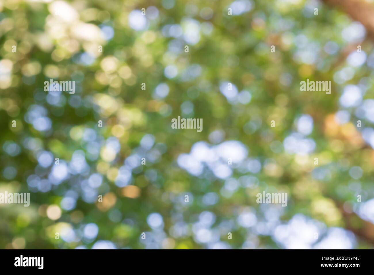 Abstract green nature bokeh background Stock Photo - Alamy