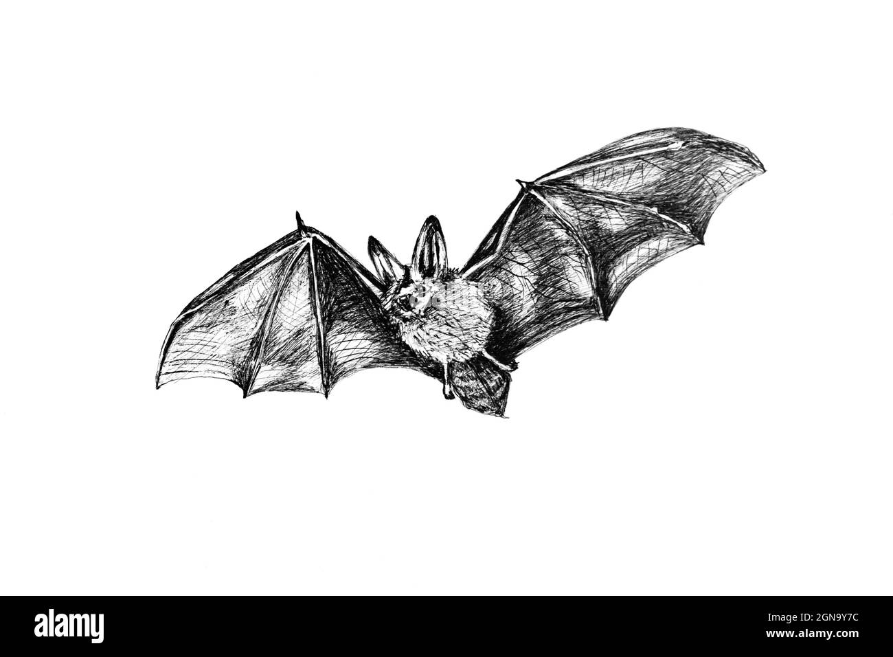Hand drawing sketch of a bat flying on white background Stock Photo Alamy