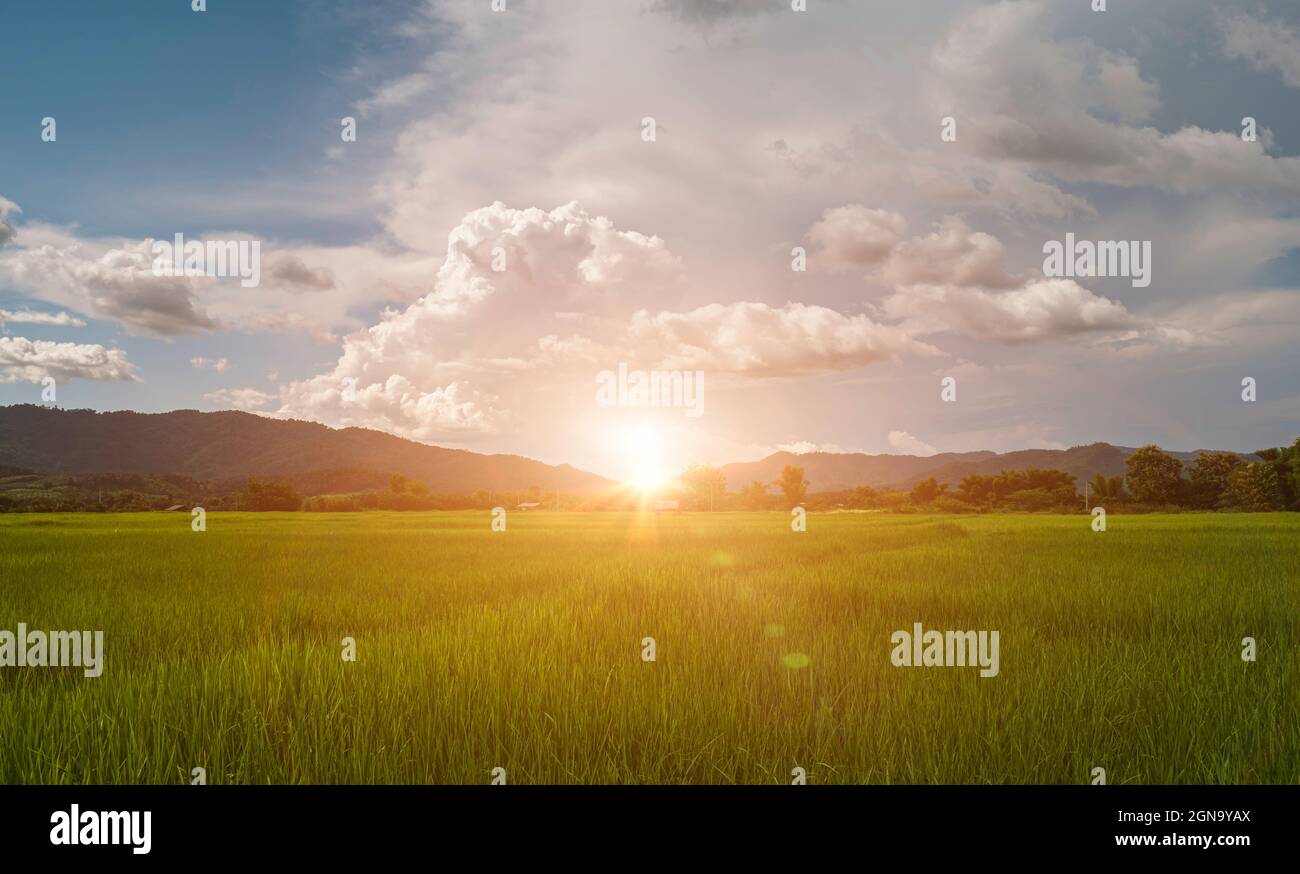 Sunrise over rice field in hi-res stock photography and images - Alamy