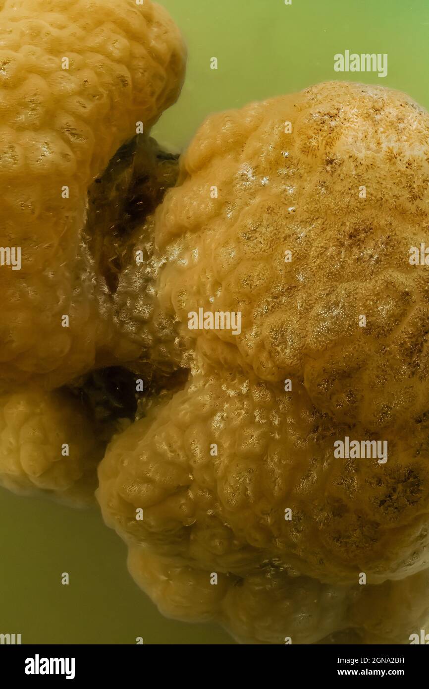 Freshwater Bryozoan, Pectinatella magnifica, in Fawn Lake on the Olympic Peninsula, Washington State, USA Stock Photo