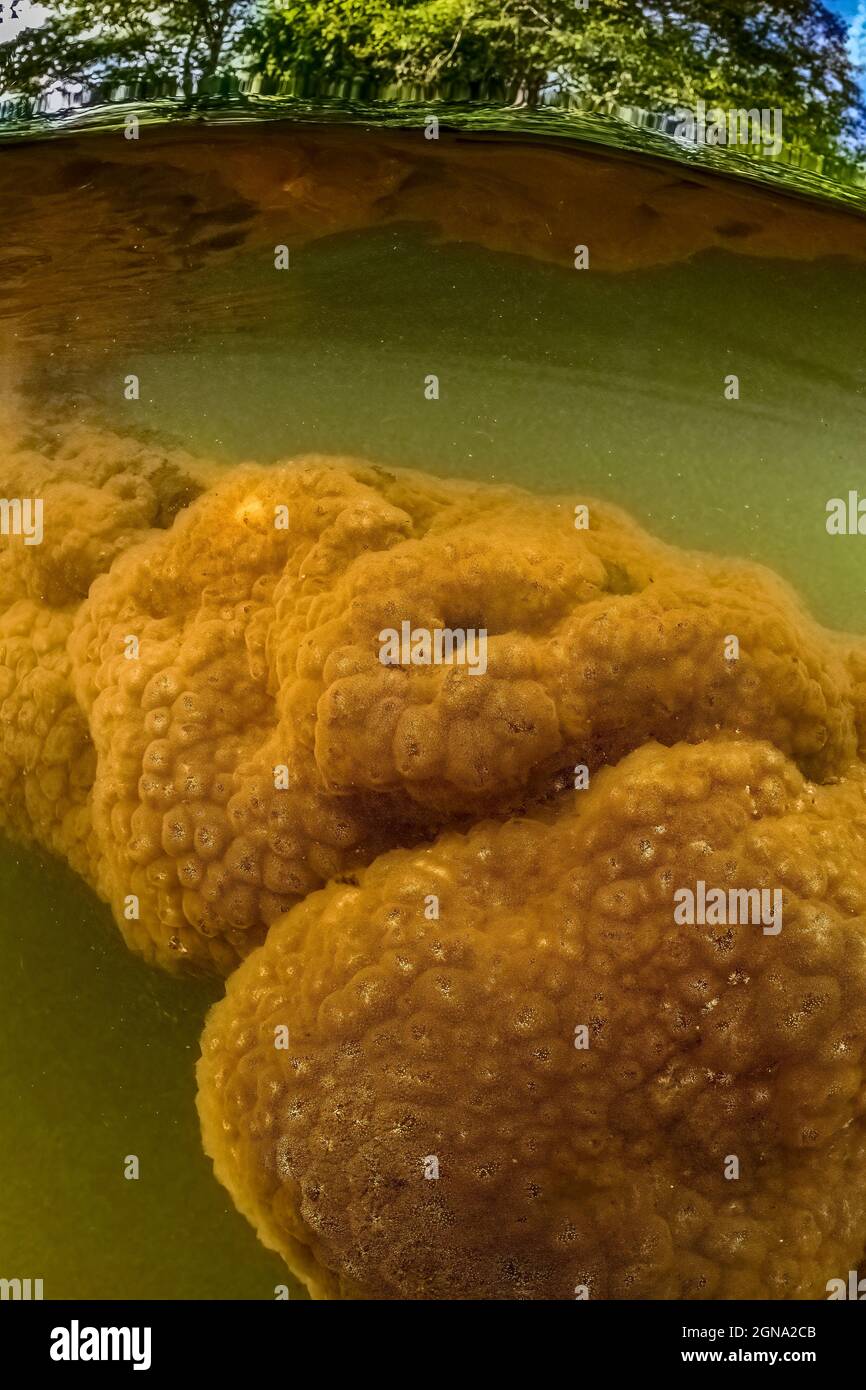 Freshwater Bryozoan, Pectinatella magnifica, in Fawn Lake on the Olympic Peninsula, Washington State, USA Stock Photo