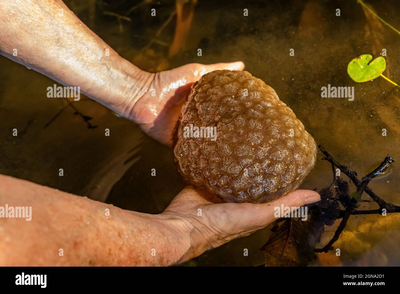 Freshwater Bryozoan, Pectinatella magnifica, in Fawn Lake on the